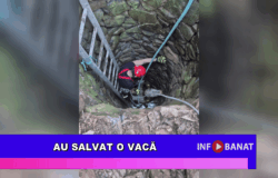 Au salvat o vacă