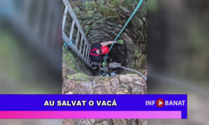 Au salvat o vacă