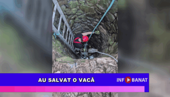 Au salvat o vacă