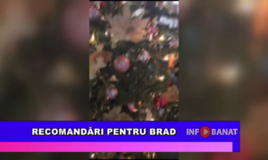 Recomandări pentru Brad