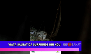 Viața sălbatică surprinde din nou