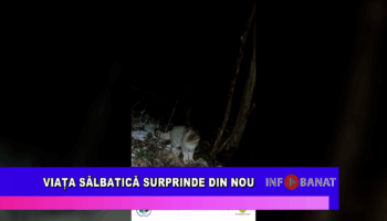 Viața sălbatică surprinde din nou