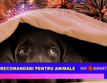 Recomandări pentru animale