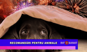 Recomandări pentru animale