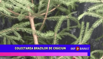 Colectarea brazilor de Crăciun