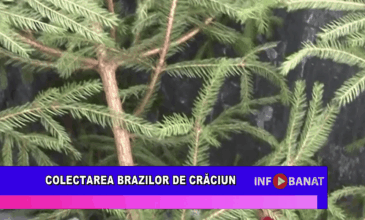 Colectarea brazilor de Crăciun