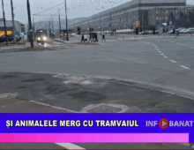 Și animalele merg cu tramvaiul