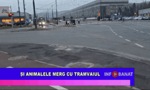 Și animalele merg cu tramvaiul