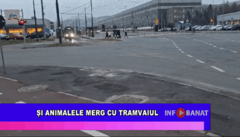 Și animalele merg cu tramvaiul