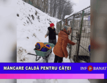 Mâncare caldă pentru căței