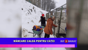 Mâncare caldă pentru căței