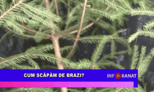 Cum scăpăm de brazi?