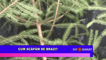 Cum scăpăm de brazi?