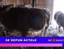 Se depun actele