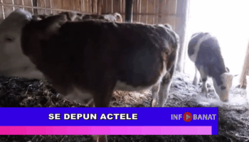 Se depun actele