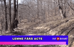 Lemne fără acte