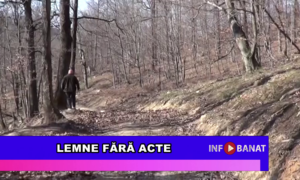 Lemne fără acte
