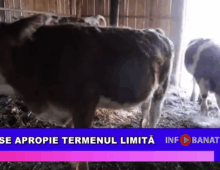 Se apropie termenul limită