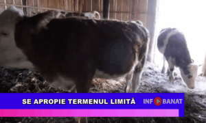 Se apropie termenul limită