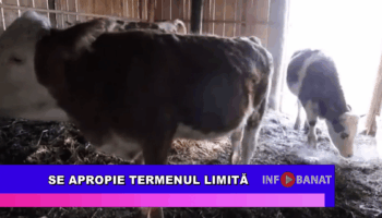 Se apropie termenul limită