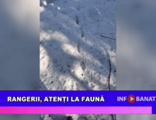 Rangerii, atenți la faună