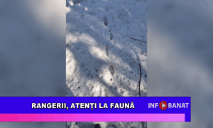 Rangerii, atenți la faună