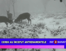 Cerbii au început antrenamentele