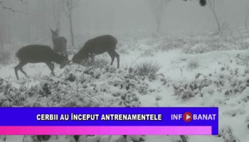 Cerbii au început antrenamentele