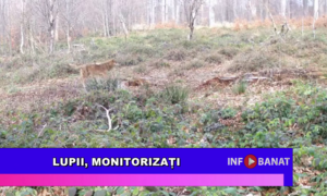 Lupii, monitorizați