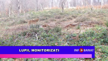 Lupii, monitorizați