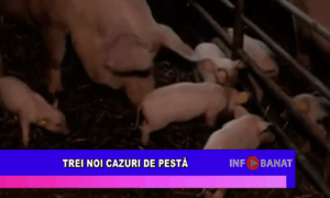 Trei noi cazuri de pestă