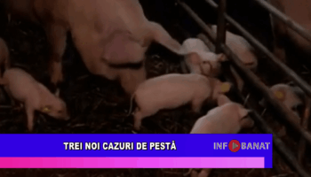 Trei noi cazuri de pestă