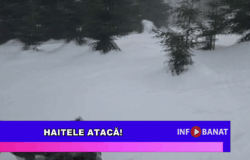 Haitele atacă!
