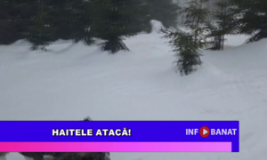 Haitele atacă!