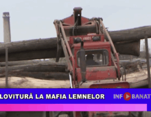Lovitură la mafia lemnelor