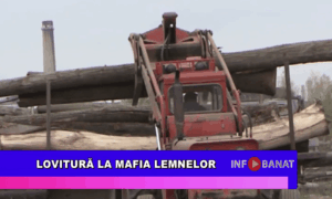 Lovitură la mafia lemnelor