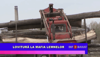 Lovitură la mafia lemnelor