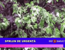 Sprijin de urgență