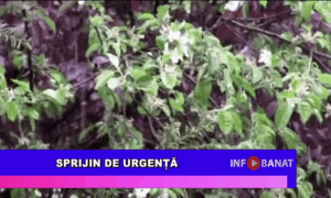 Sprijin de urgență