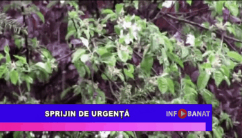 Sprijin de urgență