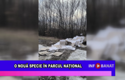 O nouă specie în Parcul Național