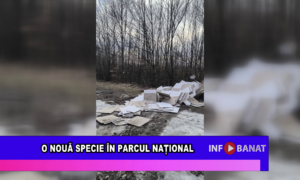 O nouă specie în Parcul Național