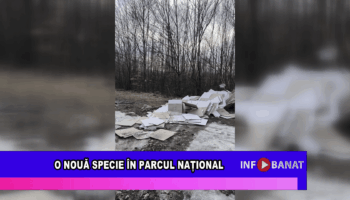 O nouă specie în Parcul Național