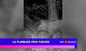 La plimbare prin pădure