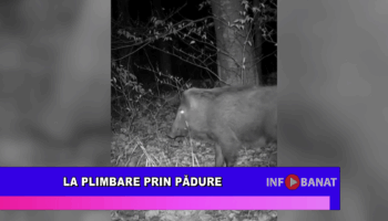 La plimbare prin pădure