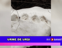 Urme de urși