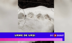 Urme de urși