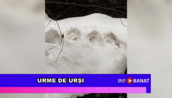 Urme de urși