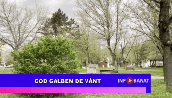 Cod galben de vânt