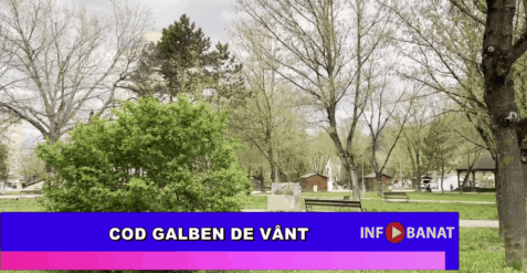 Cod galben de vânt